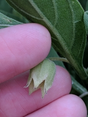 Physalis cinerascens spathulifolia