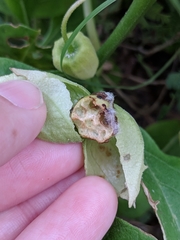 Physalis cinerascens spathulifolia