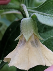 Physalis cinerascens spathulifolia
