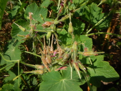 Pelargonium papilionaceum