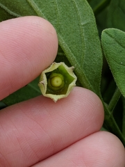 Physalis cinerascens spathulifolia