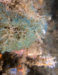 Virididentula dentata