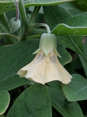 Physalis cinerascens spathulifolia
