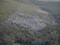 Aspalathus florifera