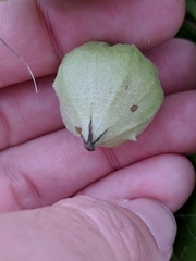 Physalis cinerascens spathulifolia