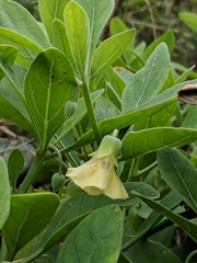 Physalis cinerascens spathulifolia