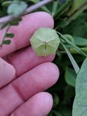 Physalis cinerascens spathulifolia