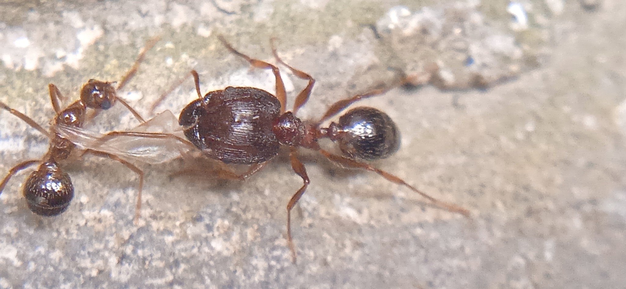 Pheidole parasitica