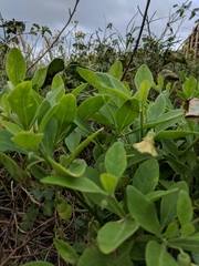 Physalis cinerascens spathulifolia