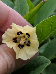 Physalis cinerascens spathulifolia
