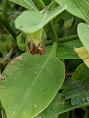 Physalis cinerascens spathulifolia