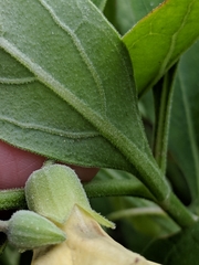 Physalis cinerascens spathulifolia