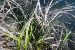 Posidonia australis