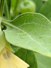 Physalis cinerascens spathulifolia