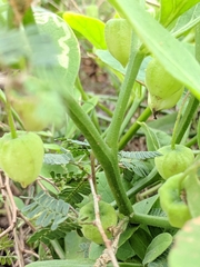 Physalis cinerascens spathulifolia