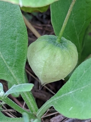Physalis cinerascens spathulifolia