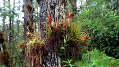 Tillandsia punctulata