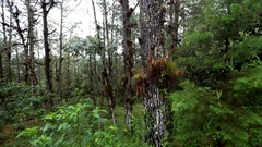 Tillandsia punctulata