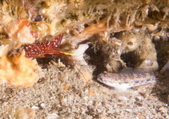 Rhynchocinetes serratus