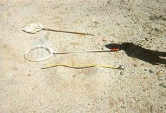 Myrmecocystus mexicanus