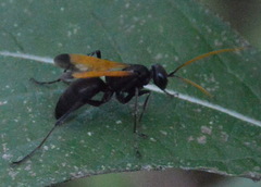 Cryptocheilus attenuatum