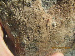 Ostearius melanopygius