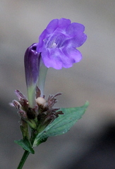 Strobilanthes