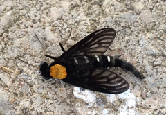 Chrysopilus thoracicus
