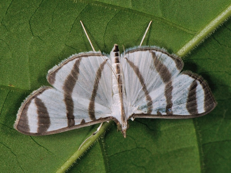 Zebronia mahensis