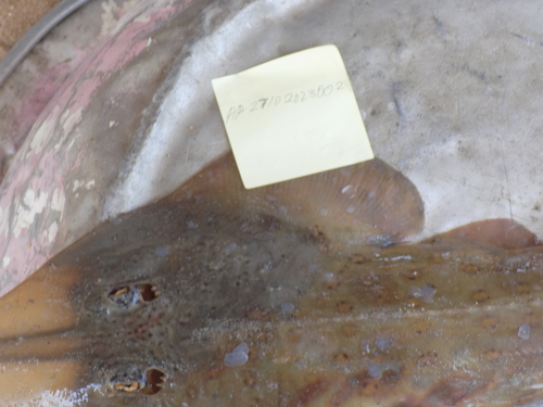 Spineback Guitarfish