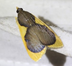 Prooedema inscisalis