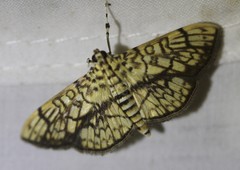 Haritalodes obliqualis