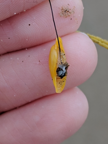 Simnialena uniplicata