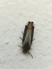 Magusa divaricata
