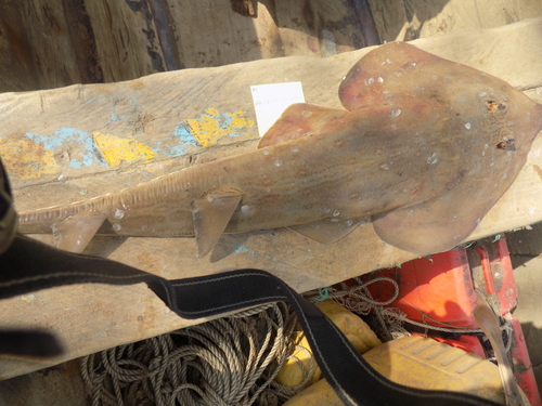Spineback Guitarfish