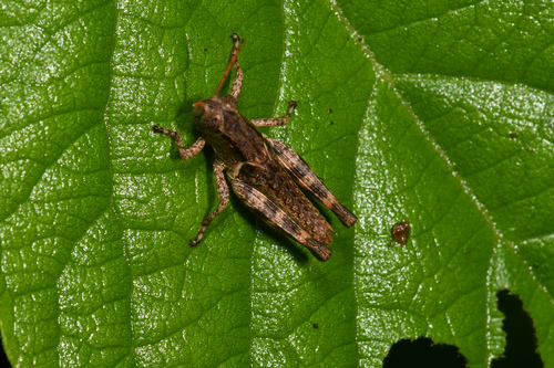 Oak Spur-throat Grasshopper photo 2