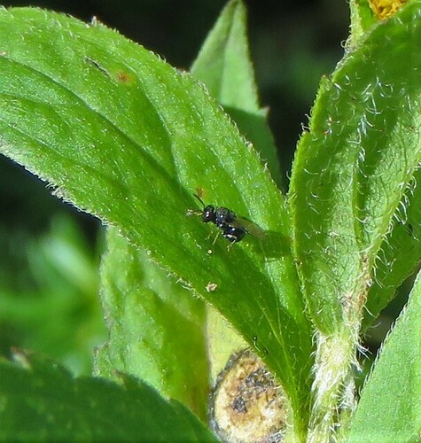 Perilampus stygicus