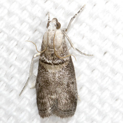 Acrobasis palliolella