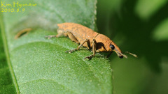 Lixus impressiventris