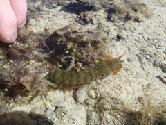 Pseudosquilla ciliata