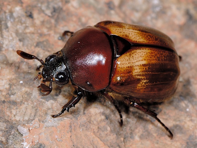 Parastasia coquereli
