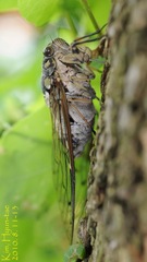 Hyalessa maculaticollis