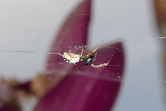 Uloborus walckenaerius