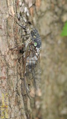 Hyalessa maculaticollis