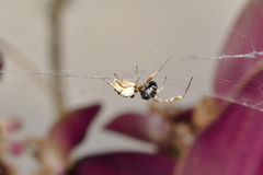 Uloborus walckenaerius