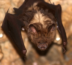 Hipposideros armiger