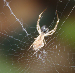 Uloborus walckenaerius