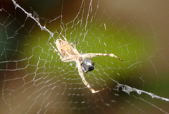 Uloborus walckenaerius