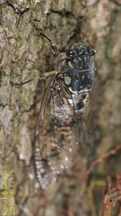 Hyalessa maculaticollis