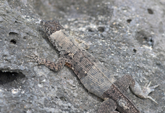 Microlophus barringtonensis